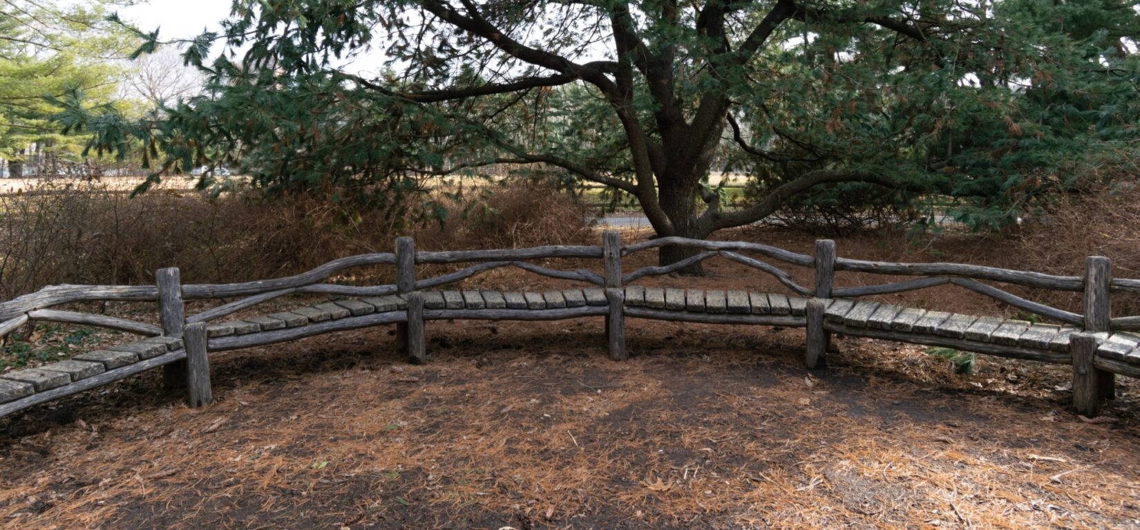 A rustic bench provides a vantage point from which to enjoy the Arthur Ross Pinetum