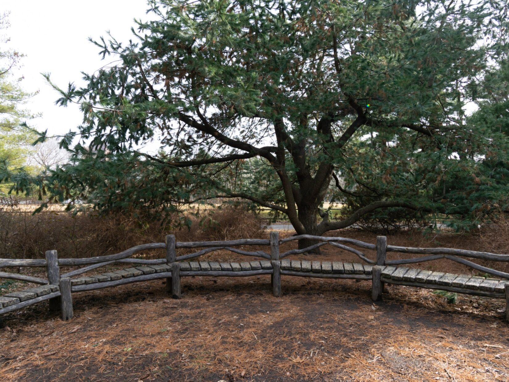 A rustic bench provides a vantage point from which to enjoy the Arthur Ross Pinetum