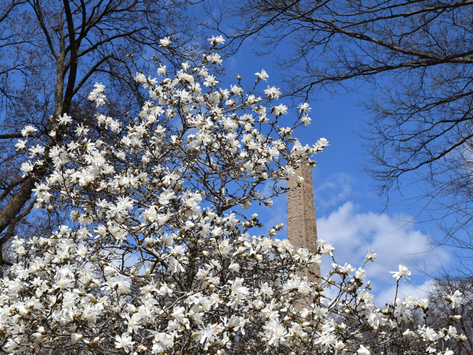 Cleopatra's Needle seen through the boughs of a magnolia tree