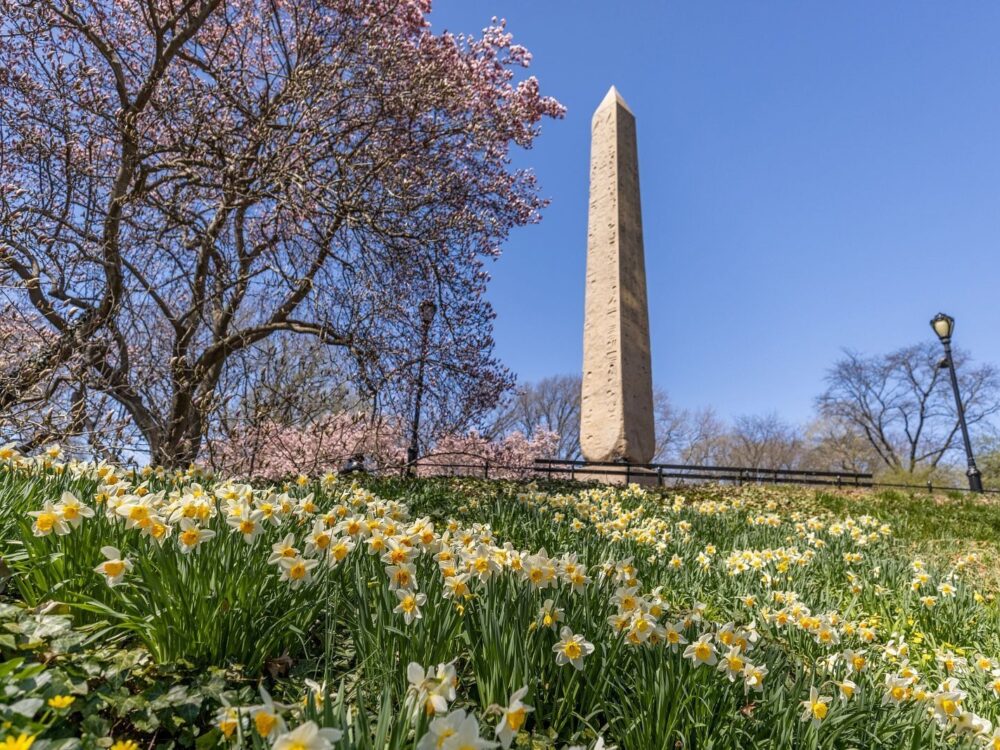 Daffodils fill the landscape leading up to the Obelisk, seen on a cloudless Spring day.