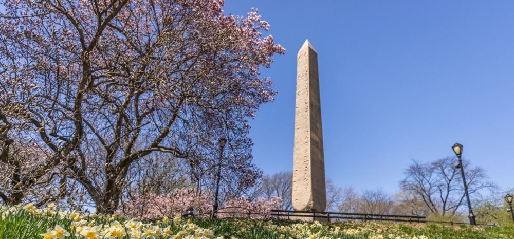 Daffodils fill the landscape leading up to the Obelisk, seen on a cloudless Spring day.