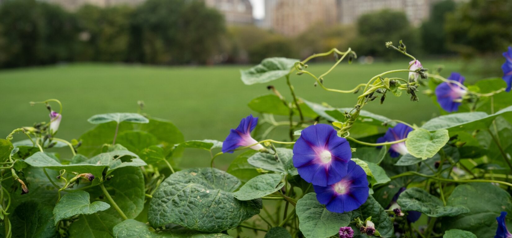 Close-up on flowers with the Sheep Meadow and skyline in the background