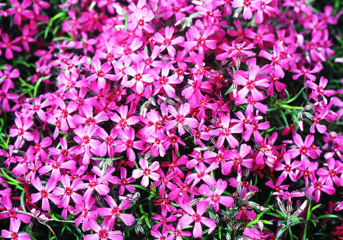 A view of the hot pink blooms