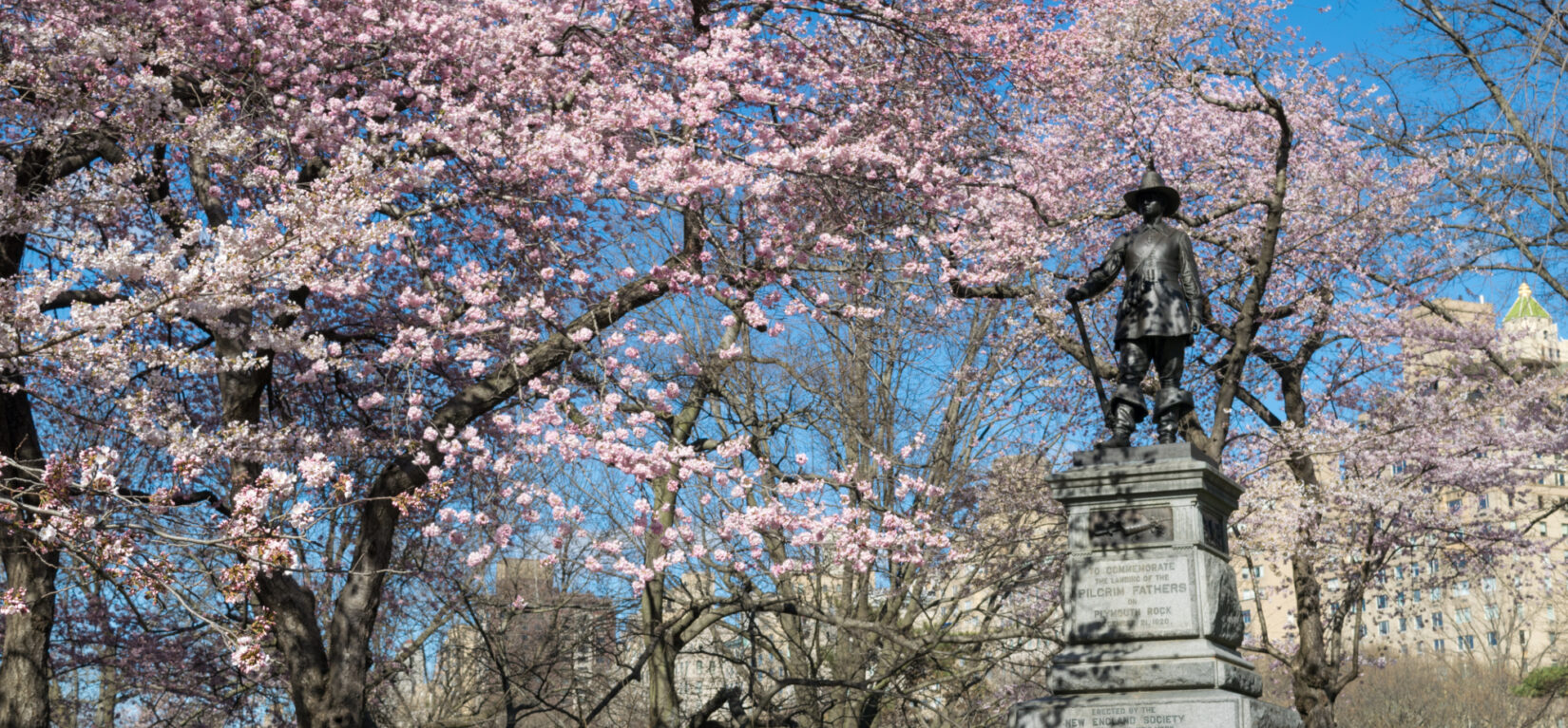 The statue is pictured atop Pilgrim Hill surrounded by cherry blossoms