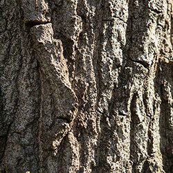 Detail of bark