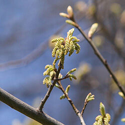 Detail of flowers