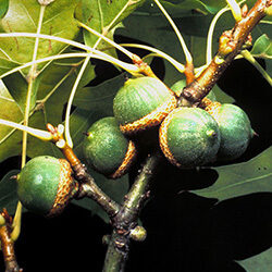 Detail of fruit