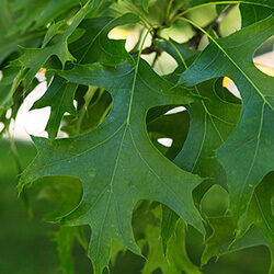 Detail of leaves