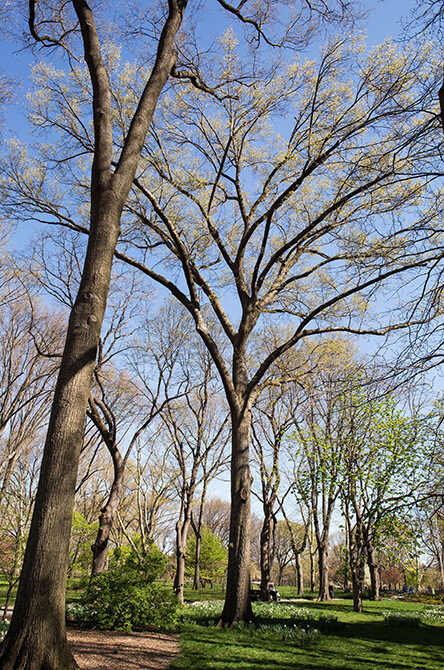 A full view of the tree