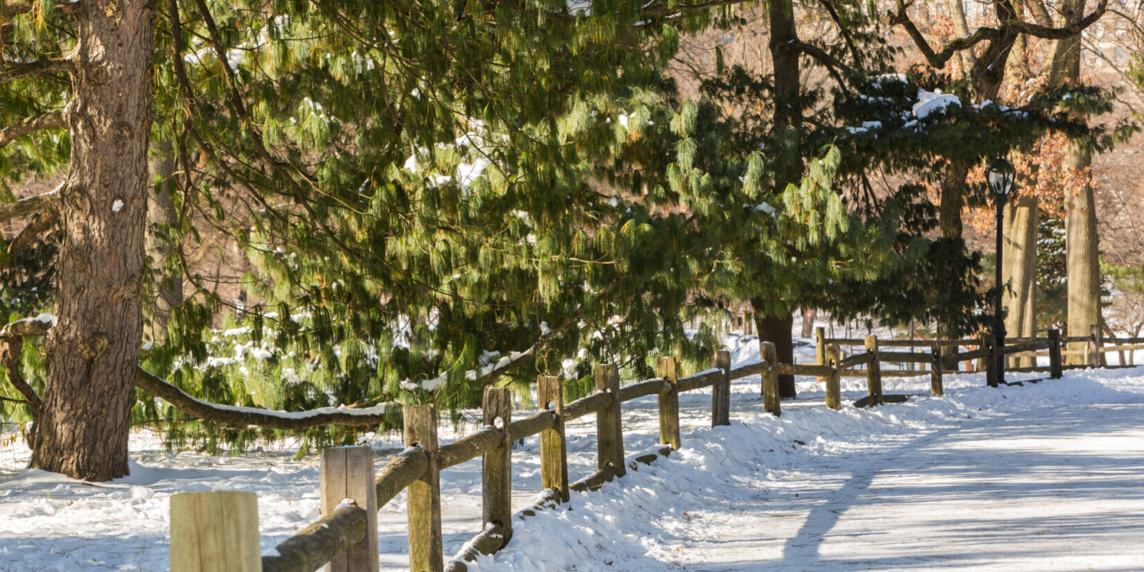 A rustic fence defines the view of the Pinetum under a blanket of snow.