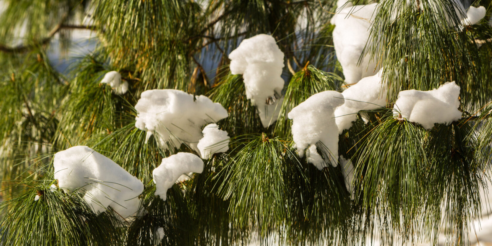 Snow on the branches of a tree in the Pinetum