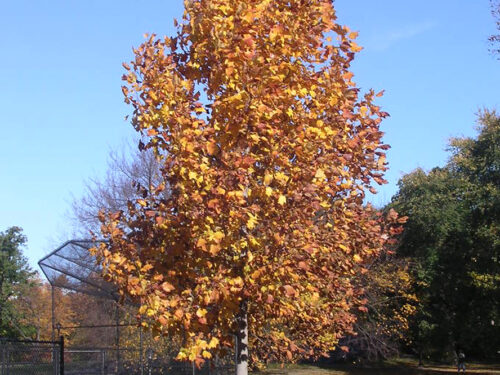 A full view of the tree