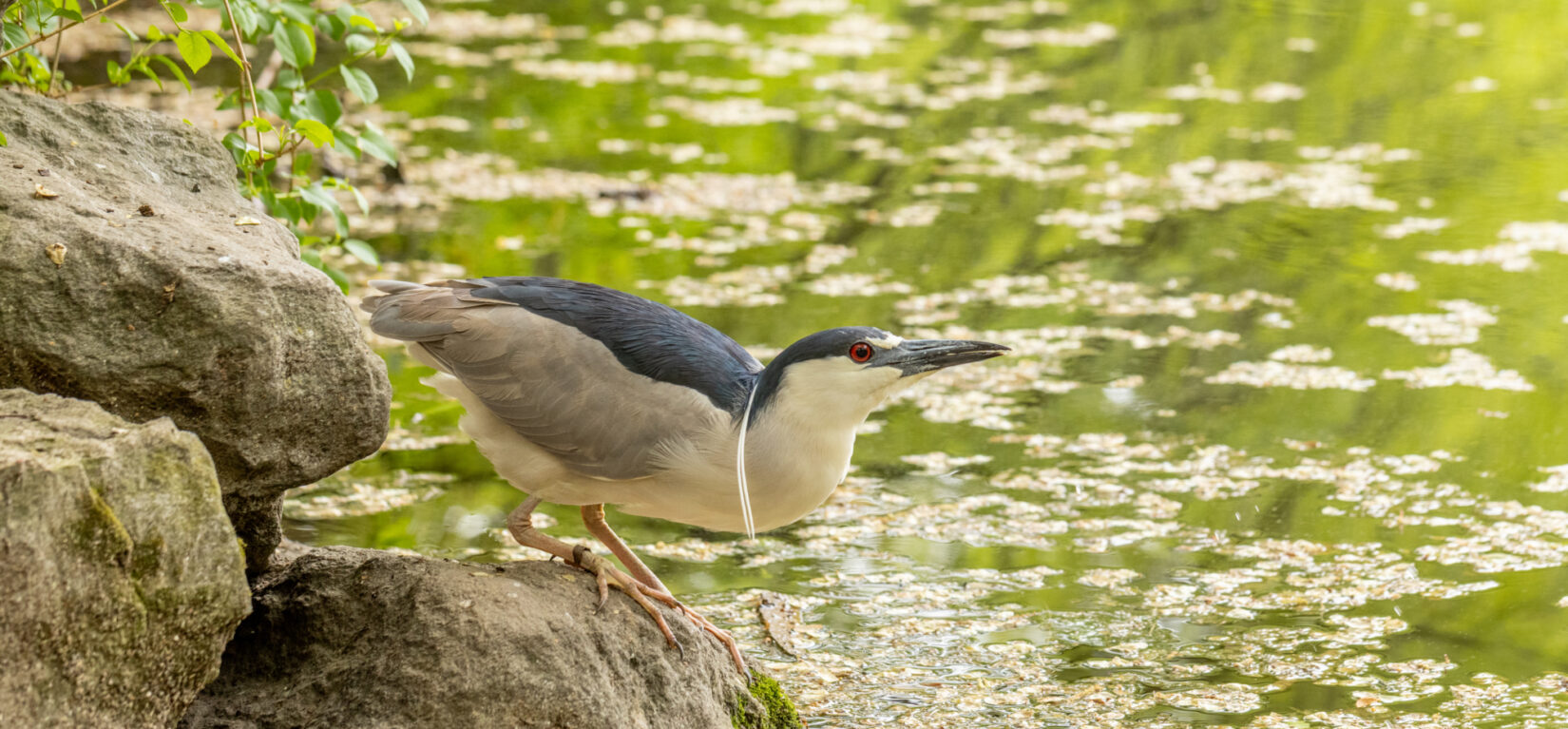 A heron perched on a rock near the lake in Central Park, NYC