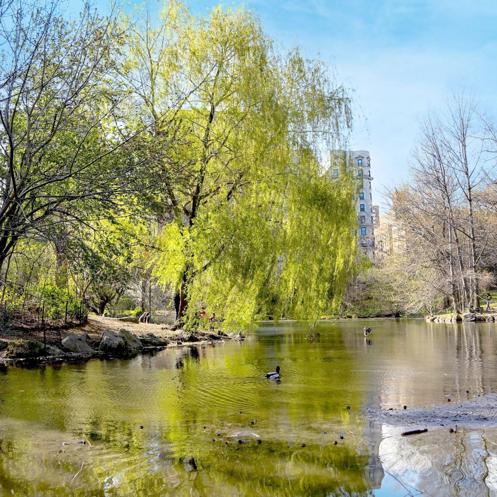 The reflection of early spring buds in the Pool is disturbed by floating ducks.