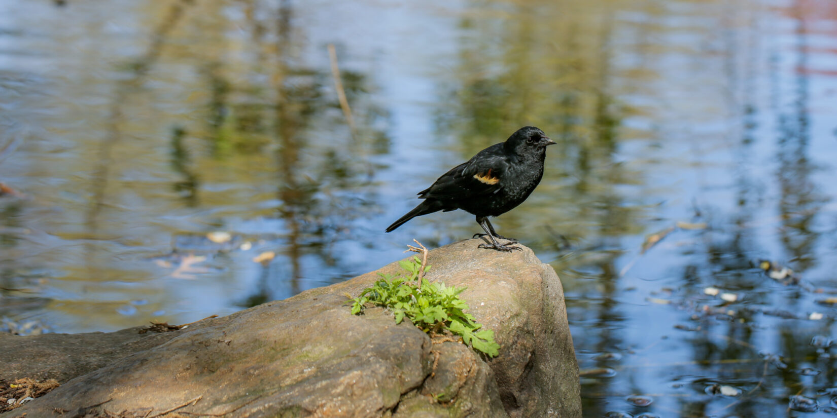 A male red-winged blackbird perches on a rock overlooking the Pool.