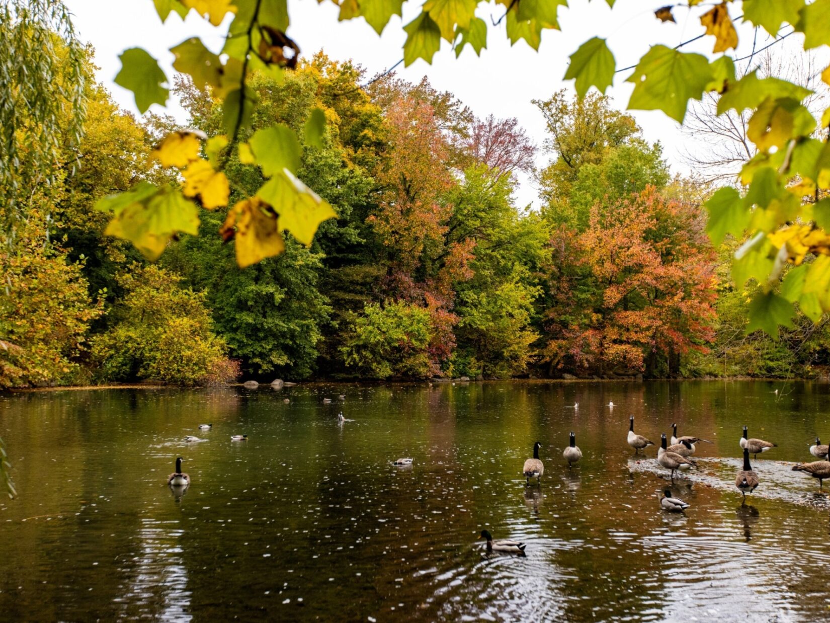 Ducks glide on the glassy surface of the Pool in autumn