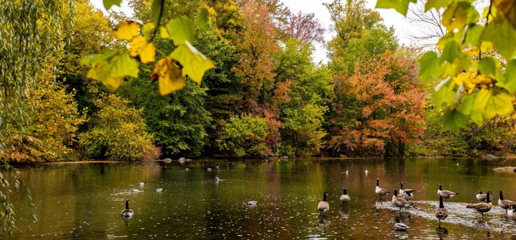 Ducks glide on the glassy surface of the Pool in autumn