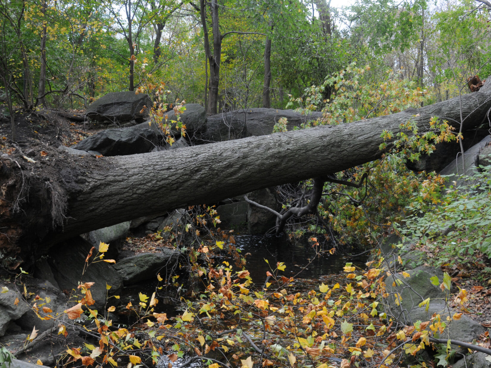 Problems Hurricane Sandy 2 2012 DSC 4331