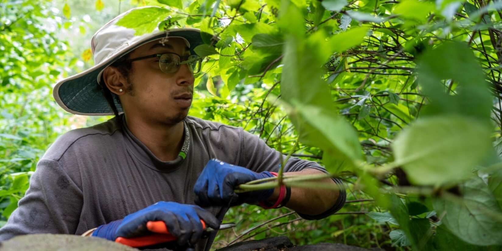 A Conservancy worker in a wide-brimmed hat works deep in the leaves.