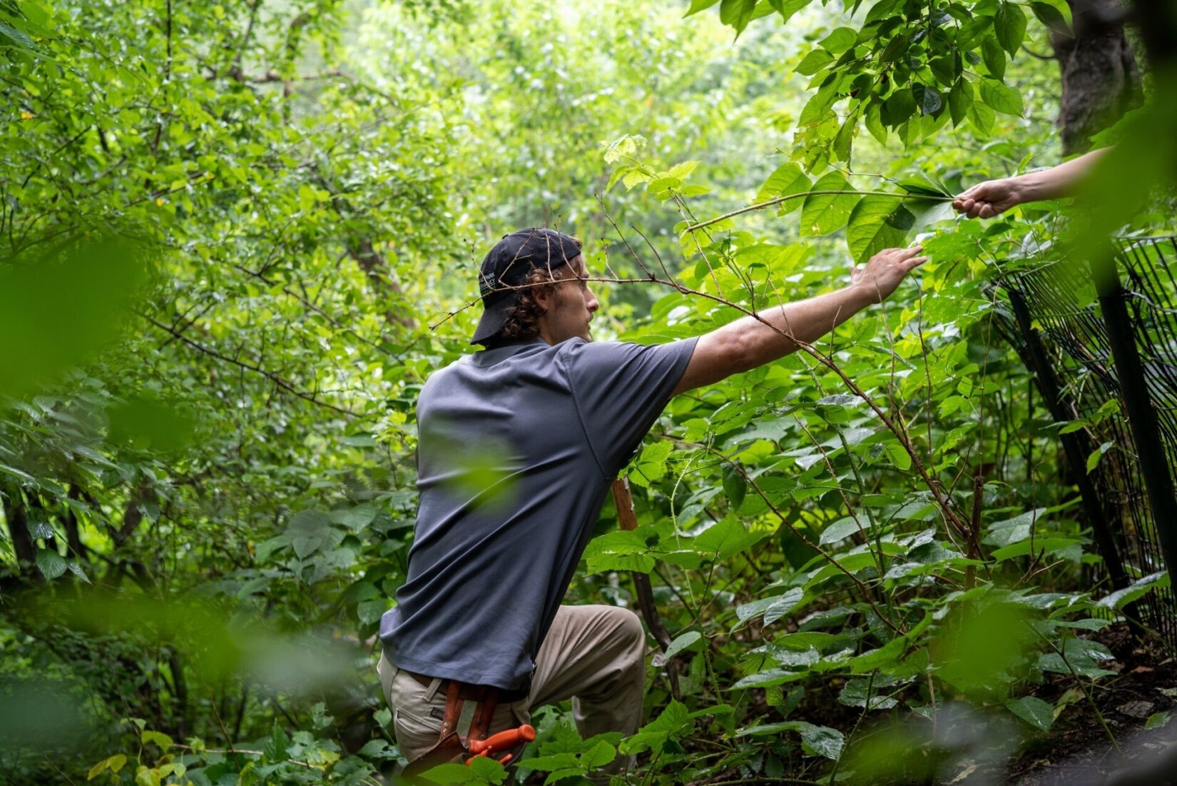 Conservancy worker Aubrey Carter, knee deep in underbrush, reaching toward a co-worker.