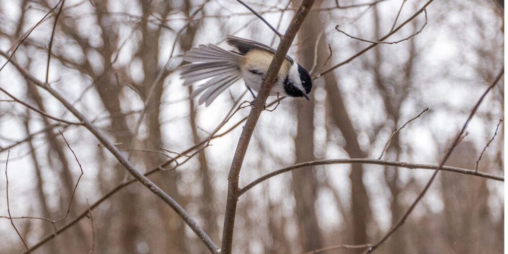 A black-capped chickadee perched on a branch.