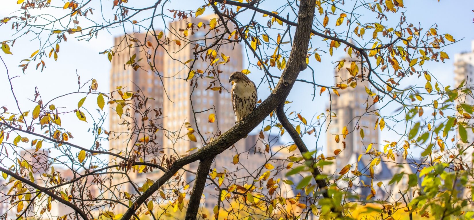 A hawk perches on a branch in autumn against a backdrop of fall colors and New York apartment buildings