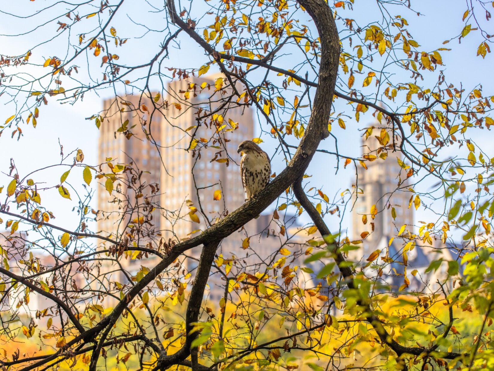 A hawk perches on a branch in autumn against a backdrop of fall colors and New York apartment buildings