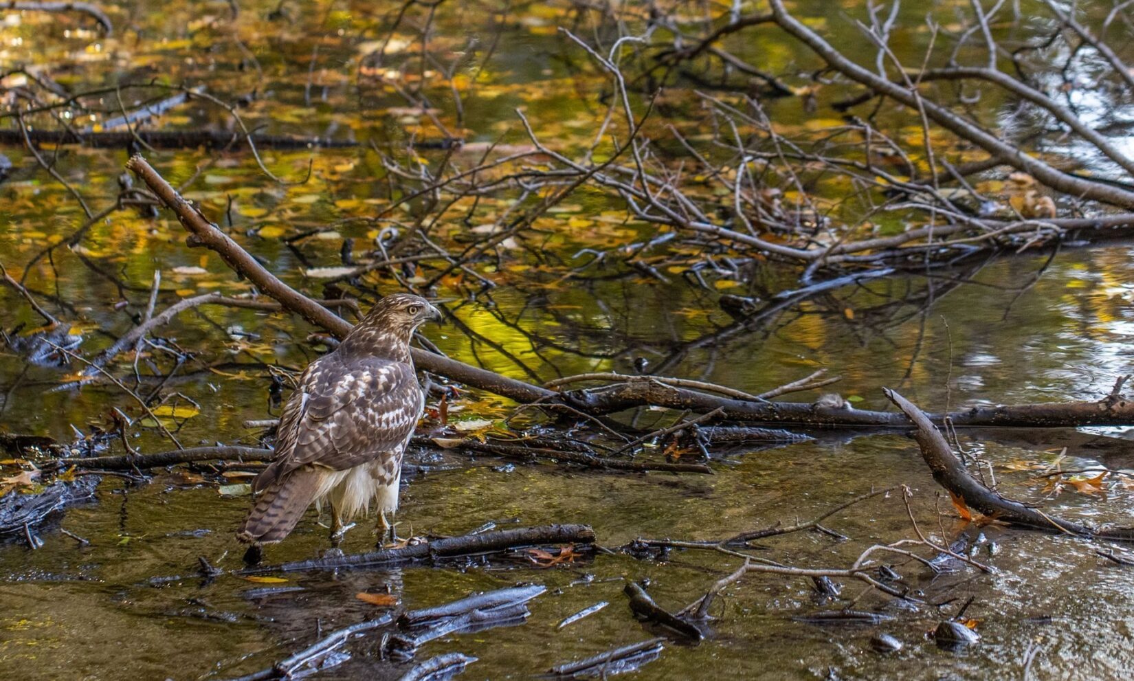 An alert hawk is perched on a branch midstream in the Gill.