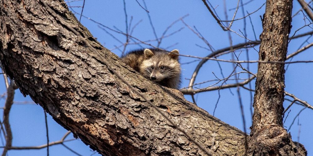 A raccoon peers down from a high, leafless branch.