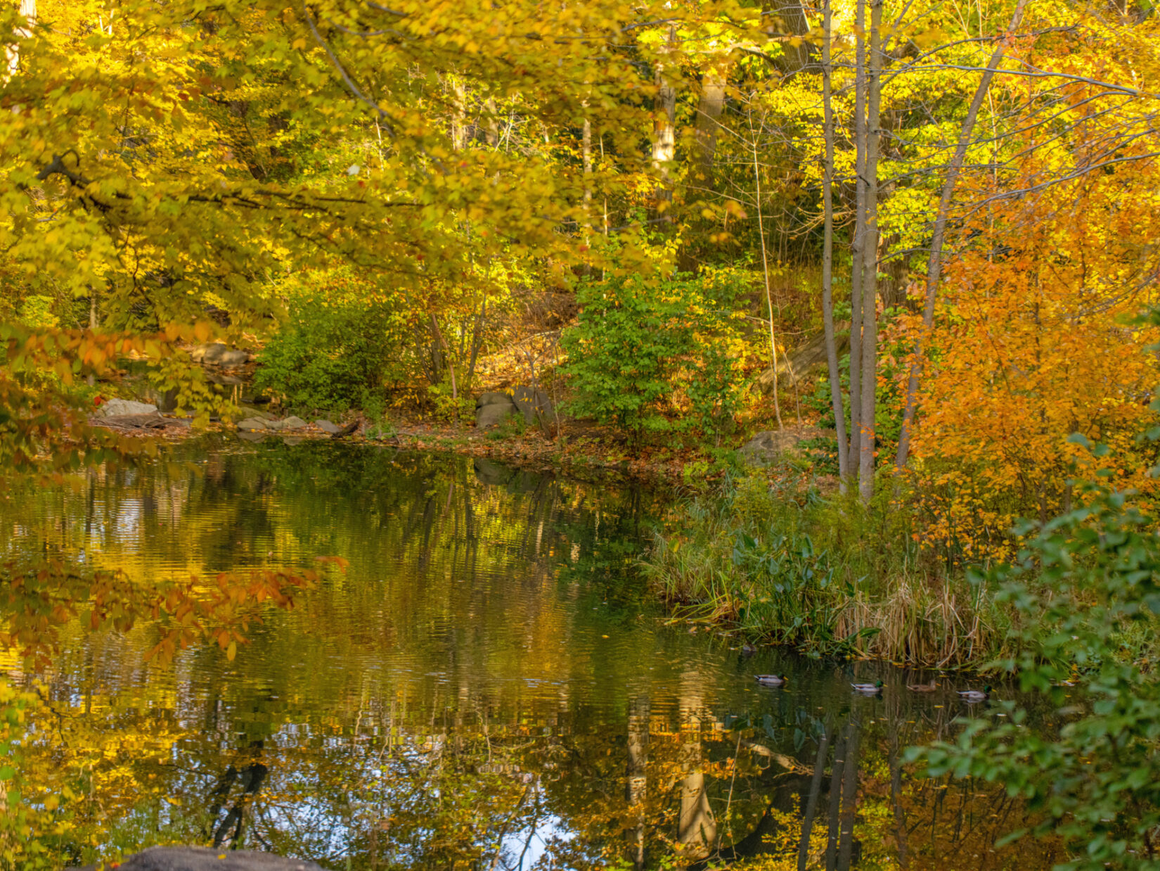 Ravine Fall Foliage 20201105 2367 RT