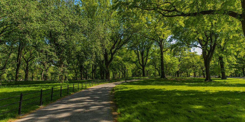 Green trees in Central Park, New York City