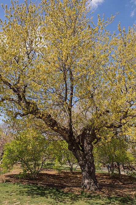 A view of the tree