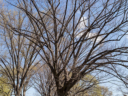 A full view of the tree