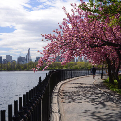 The running track and wrought iron fence circle the bank of the Reservoir.