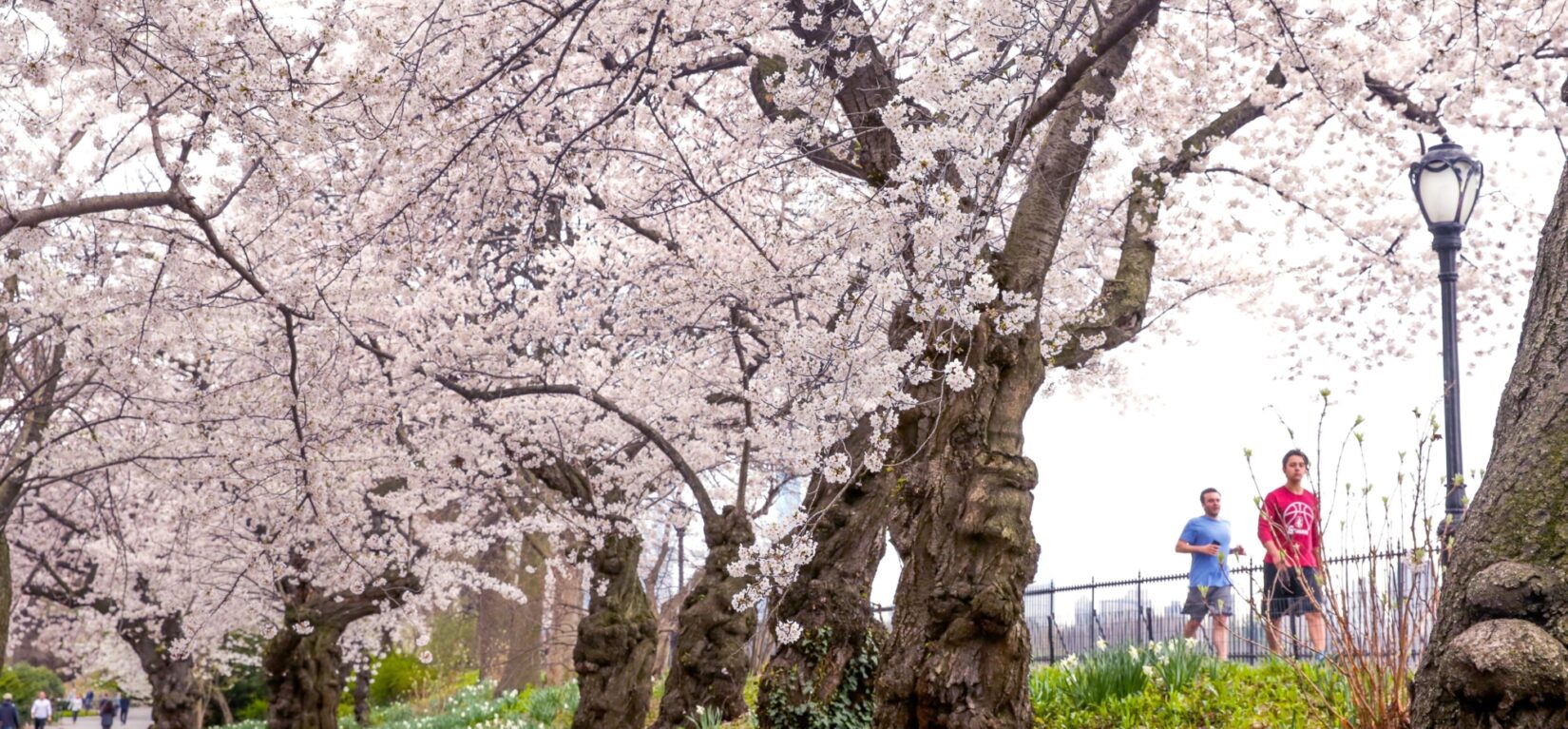 Runners on the reservoir enjoying Yoshino Cherry blossoms.