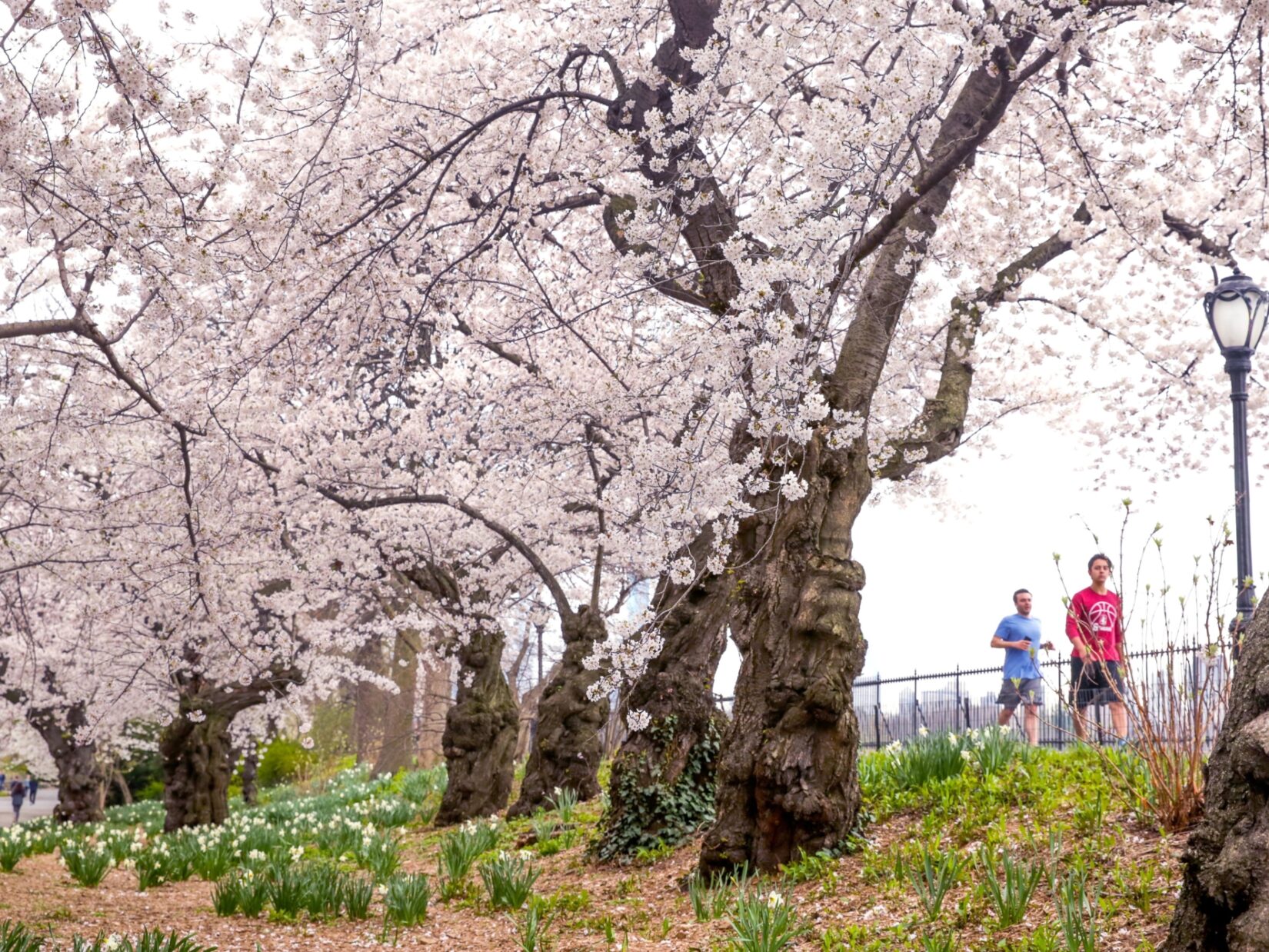 Runners on the reservoir enjoying Yoshino Cherry blossoms.