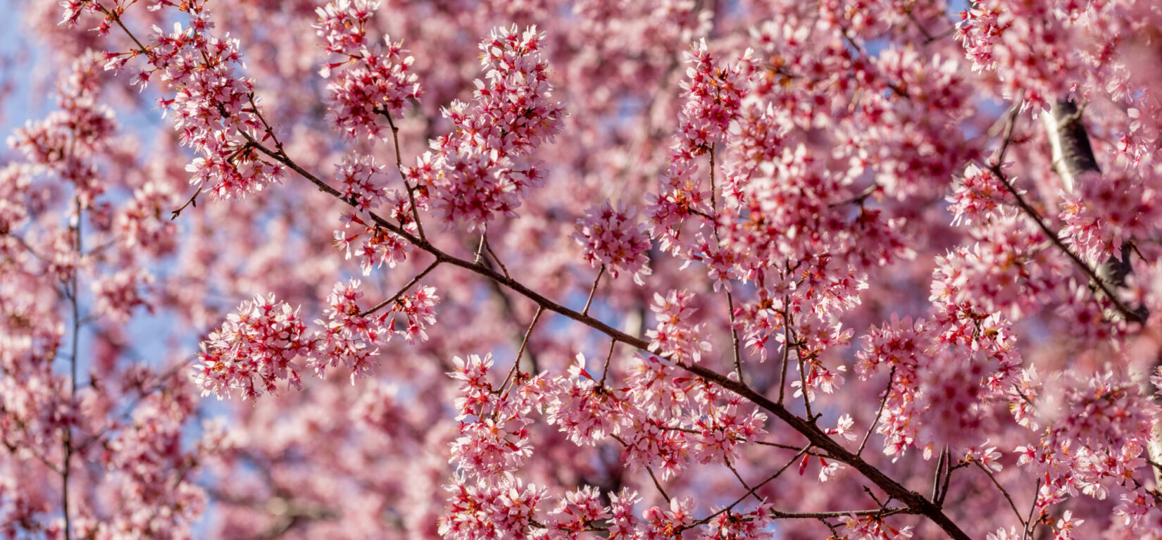 A close-up of deep magenta and pale pink Okame cherry tree blossoms against a bright blue sky.