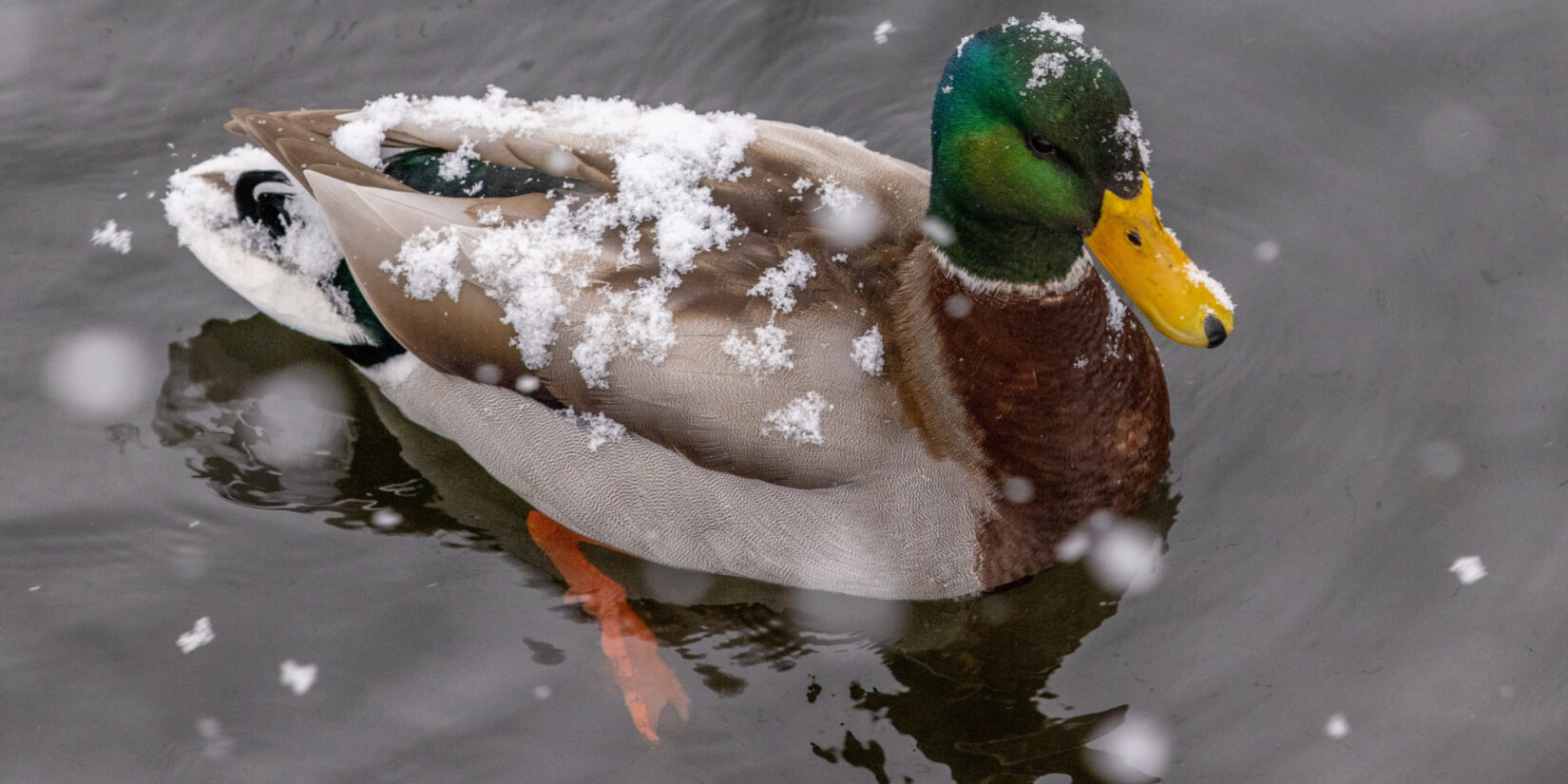 A duck, covered in snow, swimming in the Reservoir.