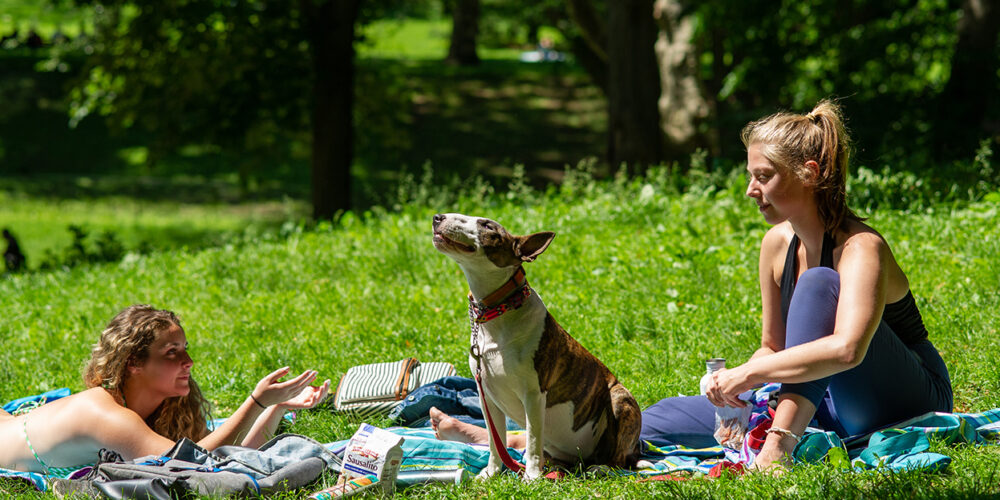 Two women and a dog enjoy a summer picnic in the park