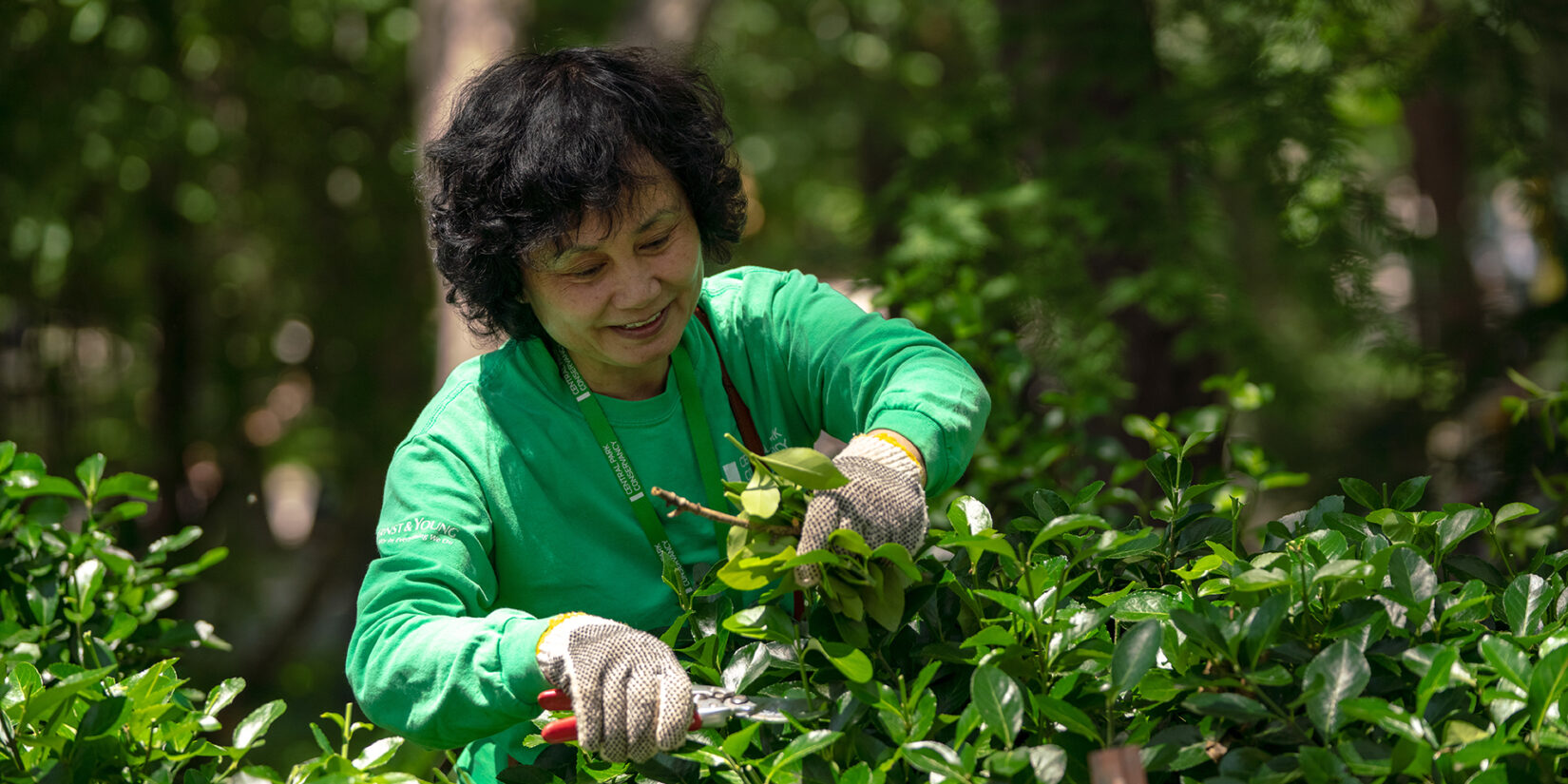 A volunteer in a green Conservancy sweatshirt prunes a bush