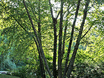 A full view of the tree