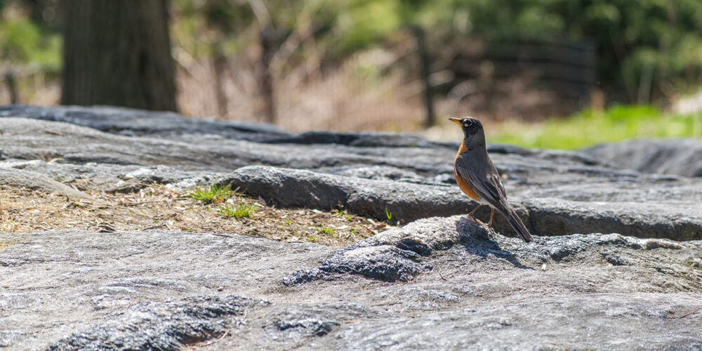 A robin photographed on a rock outcropping