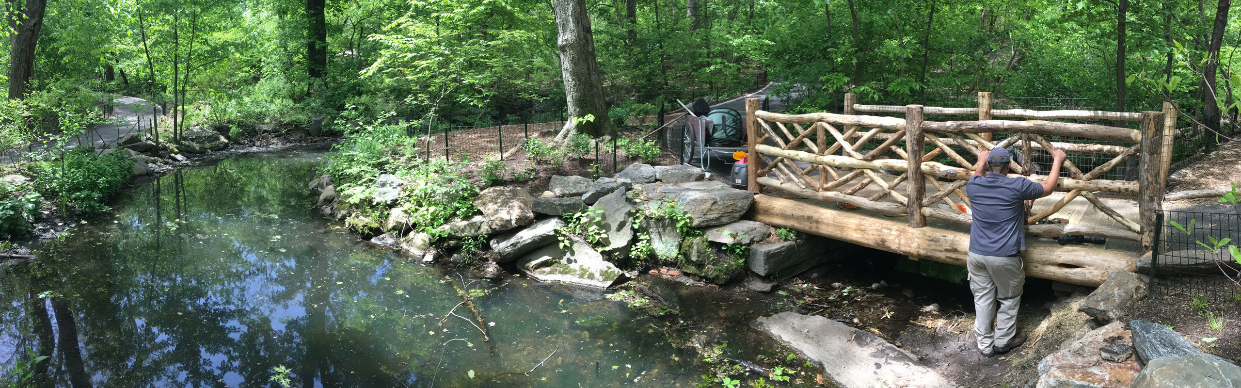 A Conservancy worker seen maintaining a rusitc bridge in the Ramble