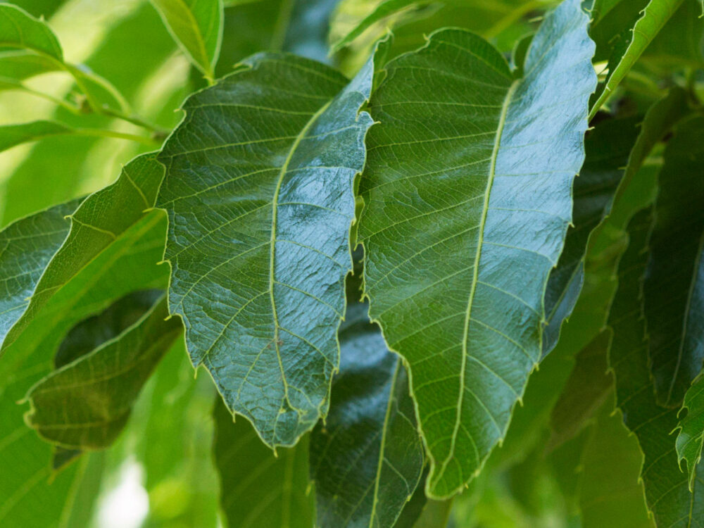 Sawtooth Oak, showing leaves with serrated edges