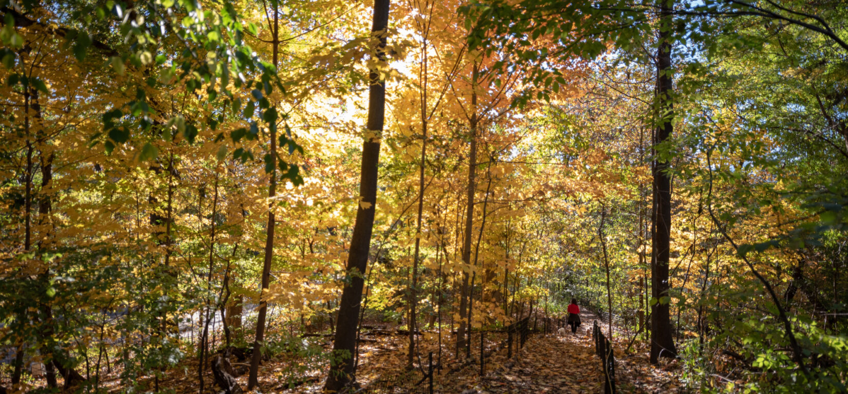 Schenck Central Park Ramble 2018 11 07 DSC 4589