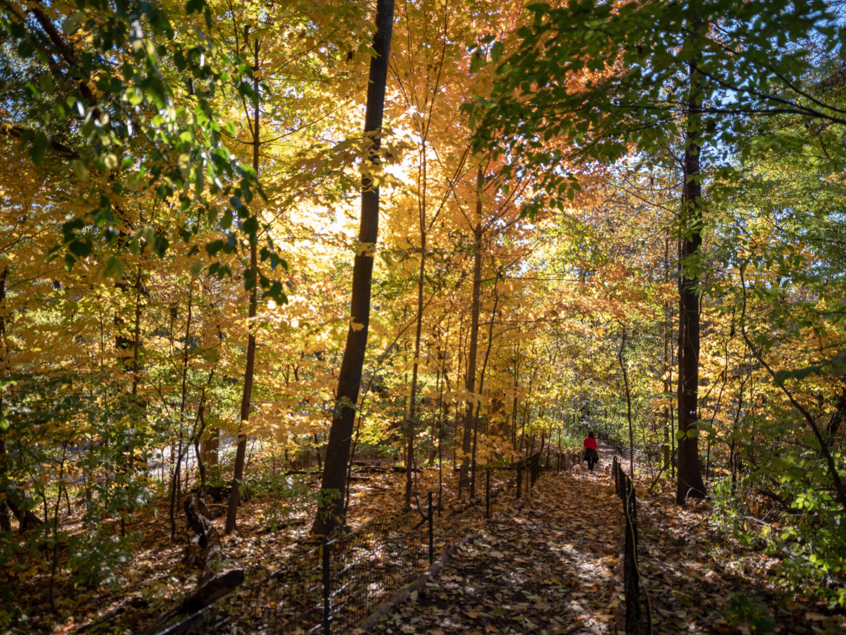 Schenck Central Park Ramble 2018 11 07 DSC 4589