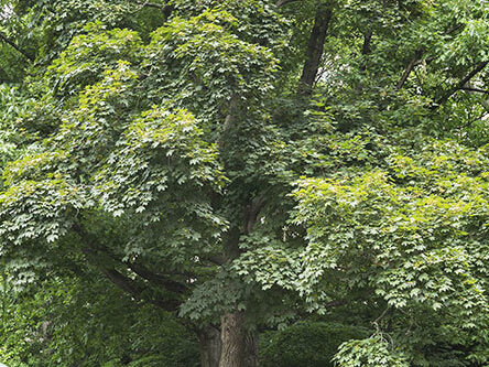 A full view of the tree