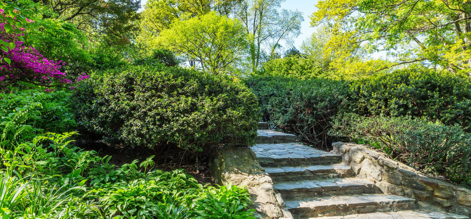 The stone steps of Shakespeare Garden, lined by pruned shrubbery and flowers