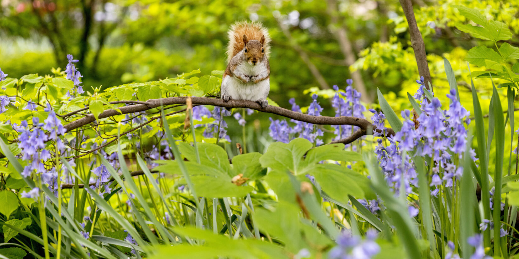 Seneca Village Squirrel 20210510 9651 RT