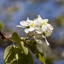 Detail of flowers